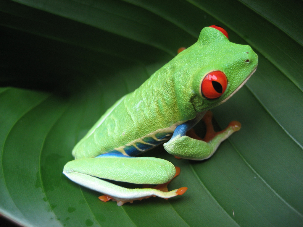 The signature frog of Costa Rica