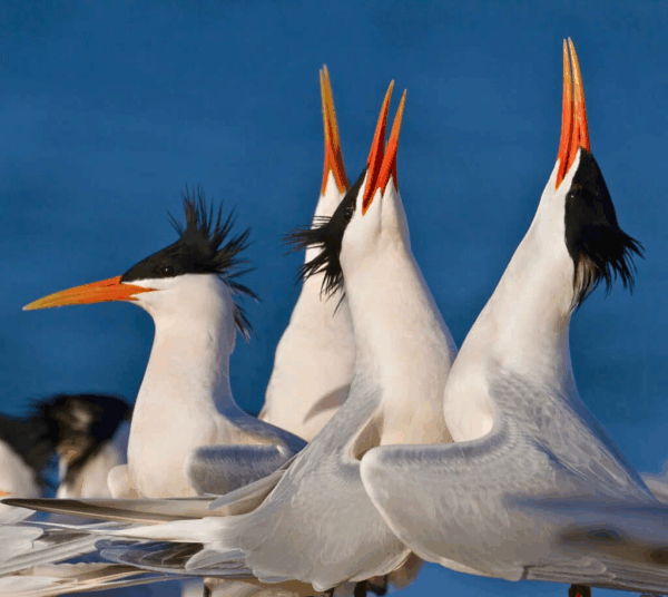 Birds