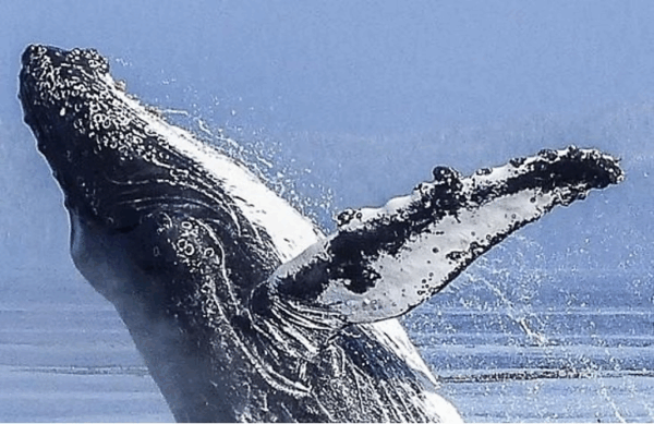 Humpback fin