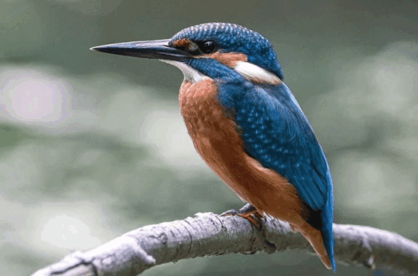 Kingfisher