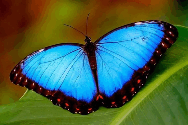 Blue Morpho butterfly