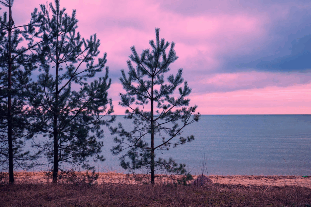 Monterey pine