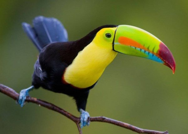 Keel Billed Toucan