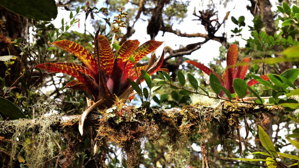 Bromeliads and mosses