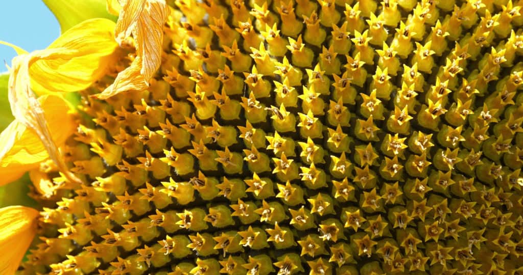 Fibonacci in Nature