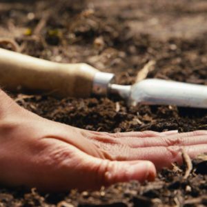 close-up-of-man-gardening-digging-with-trowel-and-planting-seeds-into-earth-in-greenho-SBI-350523085